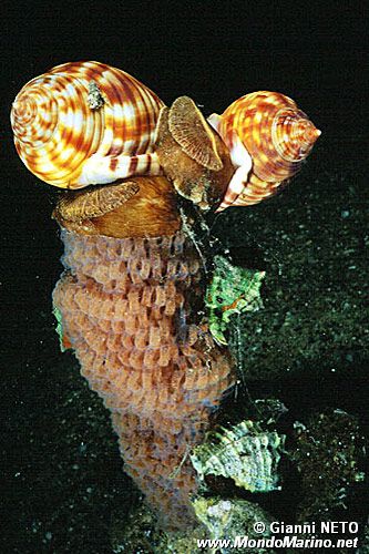 Casside (Phalium granulatum)