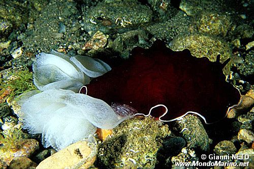Lumacone tartaruga (Pleurobranchus testudinarius)