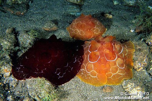 Lumacone tartaruga (Pleurobranchus testudinarius)