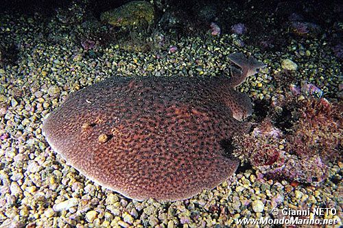 Torpedine marezzata (Torpedo marmorata)