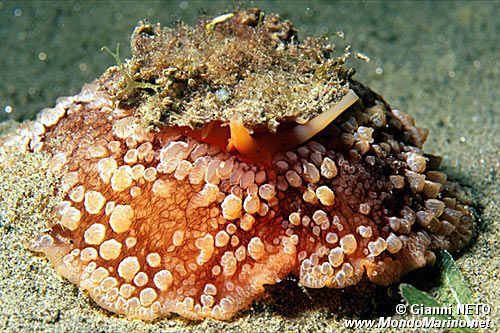 Lumaca ad ombrello (Umbraculum umbraculum)