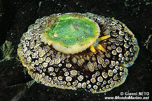 Lumaca ad ombrello (Umbraculum umbraculum)