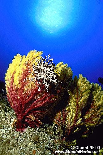 Stella gorgone (Astrospartus mediterraneus)