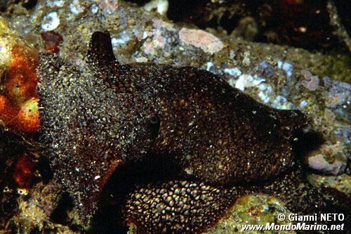 Pleurobranchea (Pleurobranchaea meckelii)