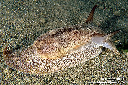 Pleurobranchea (Pleurobranchaea meckelii)