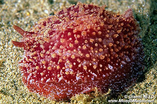 Pleurobranco membranoso (Pleurobranchus membranaceus)