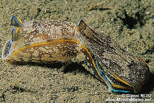 Aglaja depicta (Aglaja depicta)