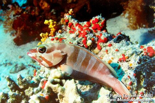 Cernia dal berretto basco (Ephinephelus fasciatus)