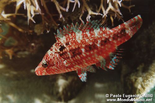 Tordo verde (Symphodus roissali)