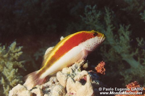 Pesce falco (Paracirrhites forsteri)