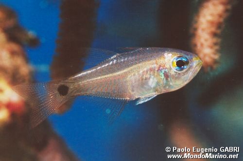 Pesce cardinale dorato (Apogon aureus)