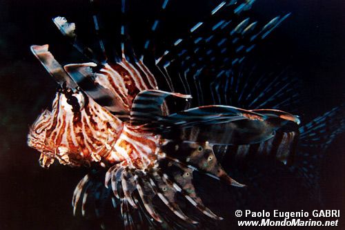Pesce cobra (Pterois miles)