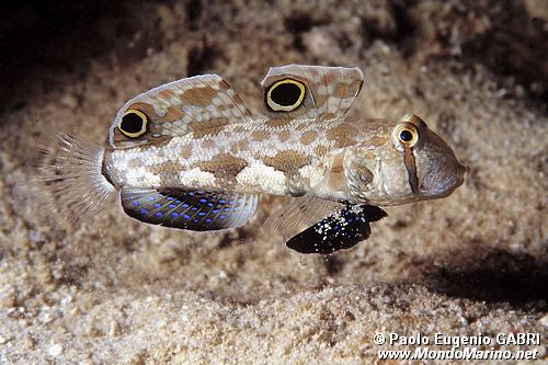 Ghiozzo biocellato (Signigobius biocellatus)