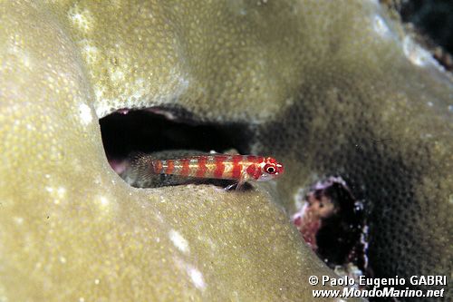 Gobide (Bryanopsis n.d.)