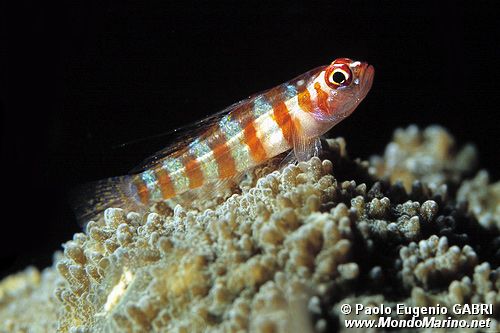 Gobide (Bryanopsis n.d.)