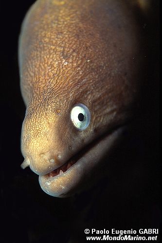 Murena dagli occhi grandi (Siderea thyrsoidea)