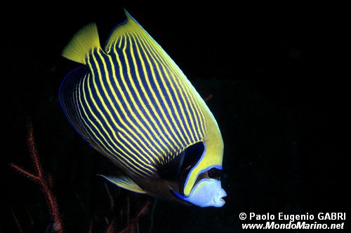 Pesce angelo imperatore (Pomacanthus imperator)