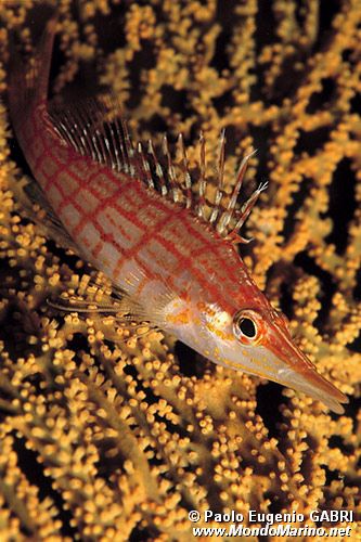 Pesce falco muso lungo (Oxycirrhites typus)
