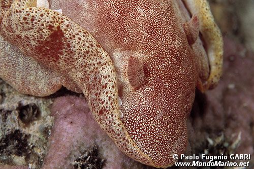 Ballerina spagnola (Hexabranchus sanguineus)