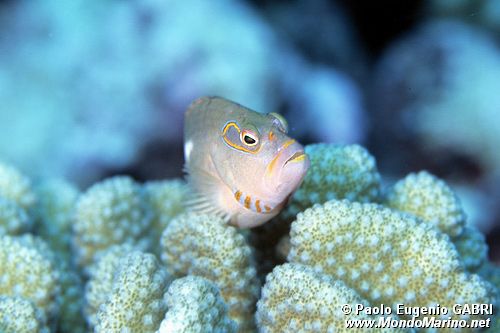 Falco arcobaleno (Paracirrites arcatus)