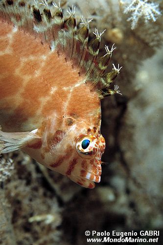 Pesce falco folletto (Cirrhitichthys oxycephalus)