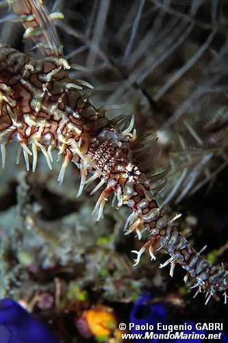 Pesce ago fantasma ornato (Solenostomus paradoxus)