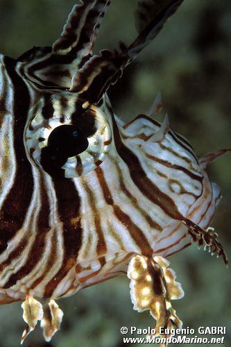 Pesce cobra (Pterois miles)