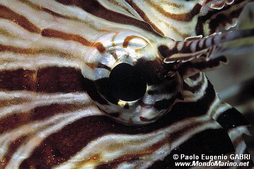 Pesce cobra (Pterois miles)