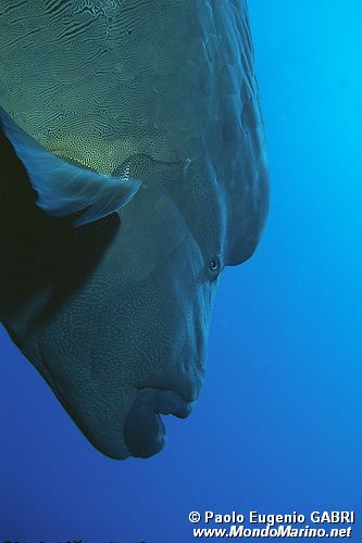 Pesce napoleone (Cheilinus undulatus)