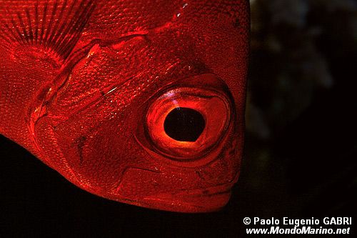 Occhio grosso (Priacanthus blochii)