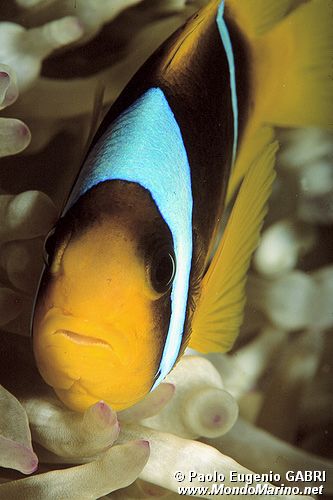 Pesce pagliaccio (Amphiprion bicinctus)