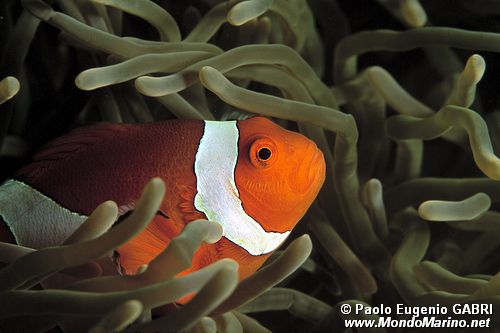 Pagliaccio (Amphiprion oceallaris)