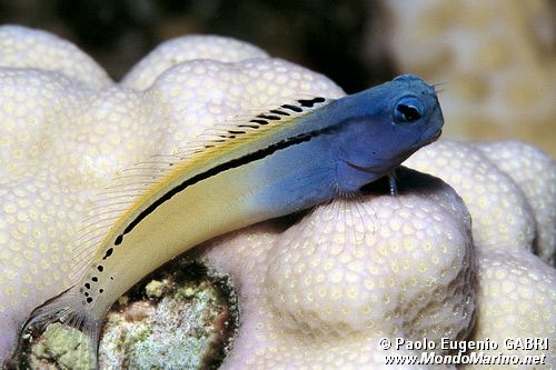 Blennide imitatore (Ecsenius gravieri)