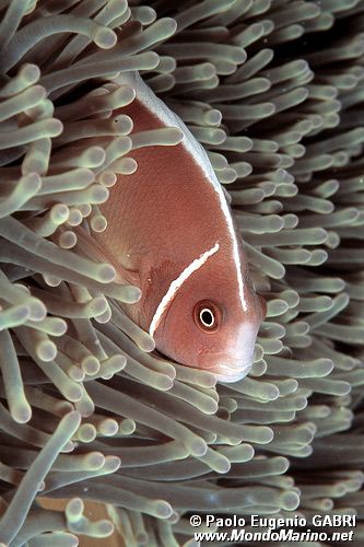 Pesce pagliaccio rosa (Amphiprion perideraion)