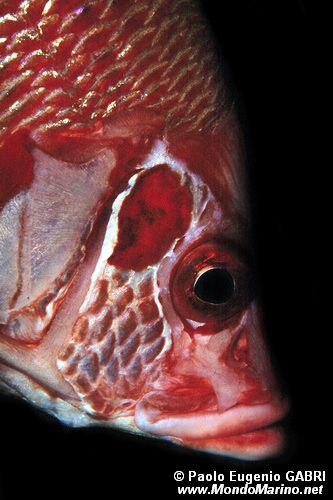 Pesce scoiattolo spinoso (Sargocentron spiniferum)