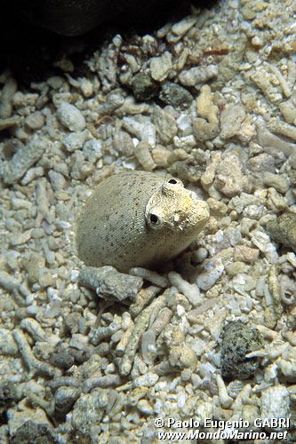 Anguilla Coccodrillo (Brachysomophis crocodilinus)
