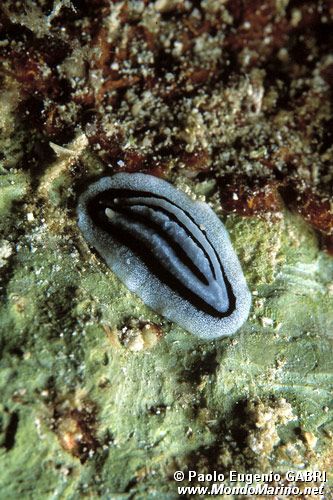 Nudibranchio (Phyllidiopsis annae)