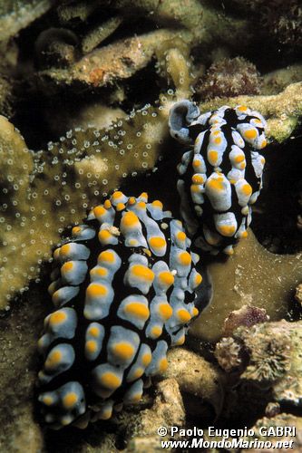 Fillidia varicosa (Phyllidia varicosa)