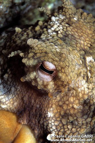 Polpo comune (Octopus vulgaris)