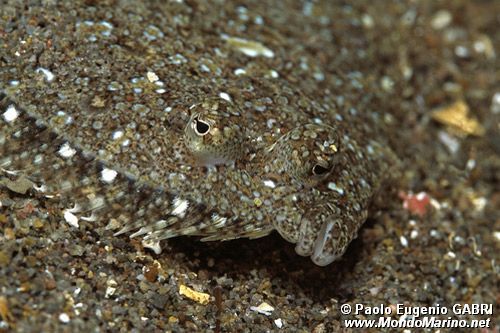 Rombo (Bothus podas podas)