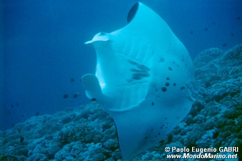 Manta (Manta birostris)