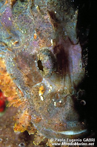 Pesce scorpione tassellato (Scorpaenopsis oxycephalus)