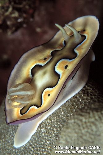 Chromodoris coi (Chromodoris coi)