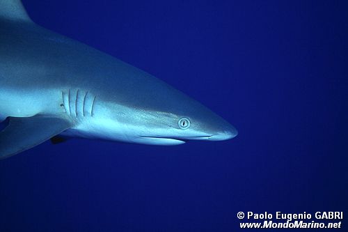 Squalo grigio del reef (Carcharhinus amblyrhynchos)