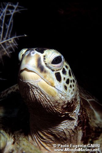 Tartaruga verde (Chelonia mydas)