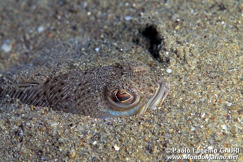 Tracina (Trachinus draco)