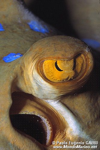 Razza a macchie blu (Taeniura lymma)