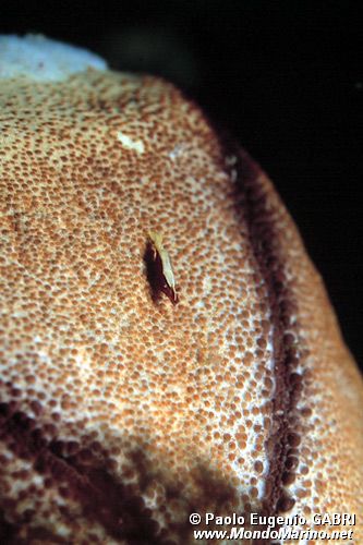 Gamberetto della stelle marina (Periclimenes soror)