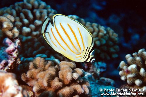 Pesce farfalla ornato (Chaetodon ornatissimus)