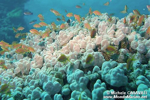 Castagnola a specchio (Pseudanthias pleurotaenia)